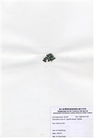 藏品(寬珊藻)的圖片